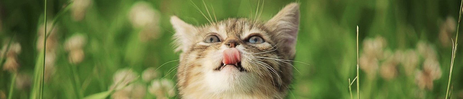 猫粮banner