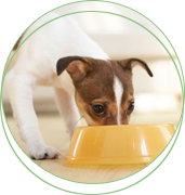 南通千彩寵物用品批發(fā)