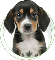 南通千彩寵物用品批發(fā)